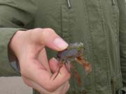 Turnen in Portugal 2016