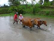 Reise nach Singapur und Bali 2017