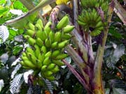 Reise nach Singapur und Bali 2017