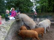Vorschulkinder im Eilenburger Tierpark 2017